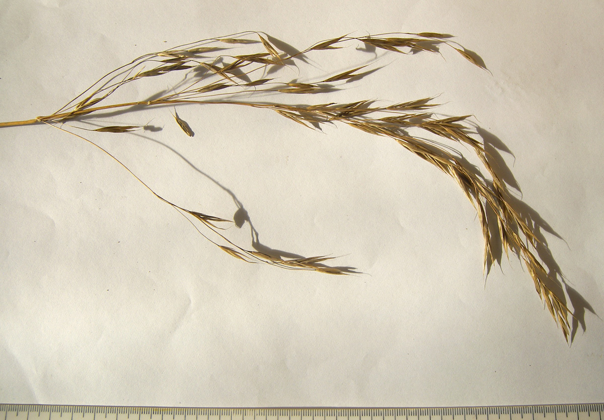 Image of familia Poaceae specimen.