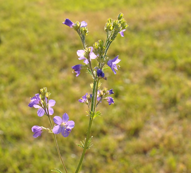 Image of Polemonium caeruleum specimen.