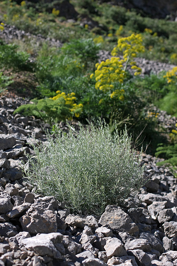 Image of Artemisia juncea specimen.