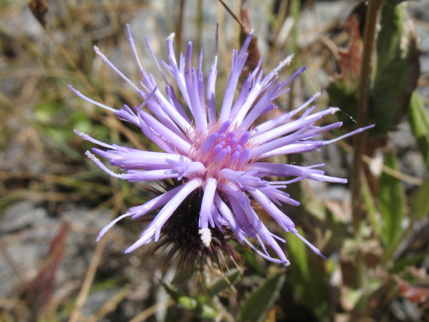 Image of Syreitschikovia spinulosa specimen.