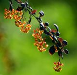 Berberis форма atropurpurea