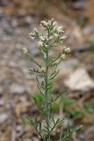 Centaurea pseudosquarrosa. Верхушка расцветающего растения. Южный Казахстан, горы Алатау (Даубаба), Восточное ущелье. 17.06.2014.