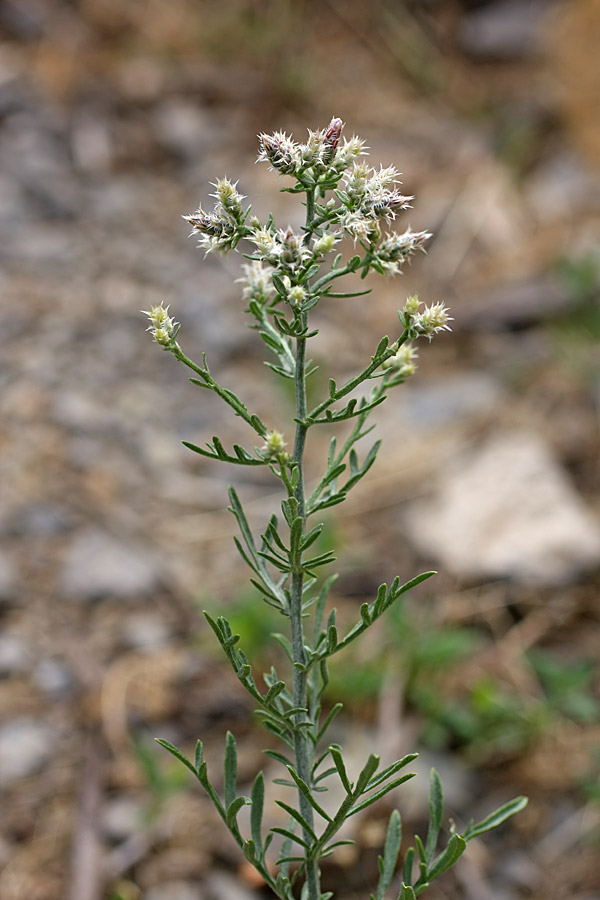 Image of Centaurea pseudosquarrosa specimen.