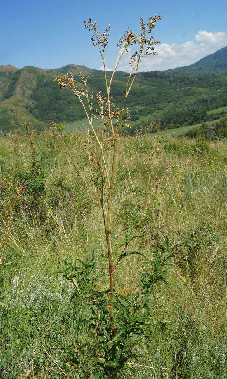 Изображение особи Aconogonon alpinum.