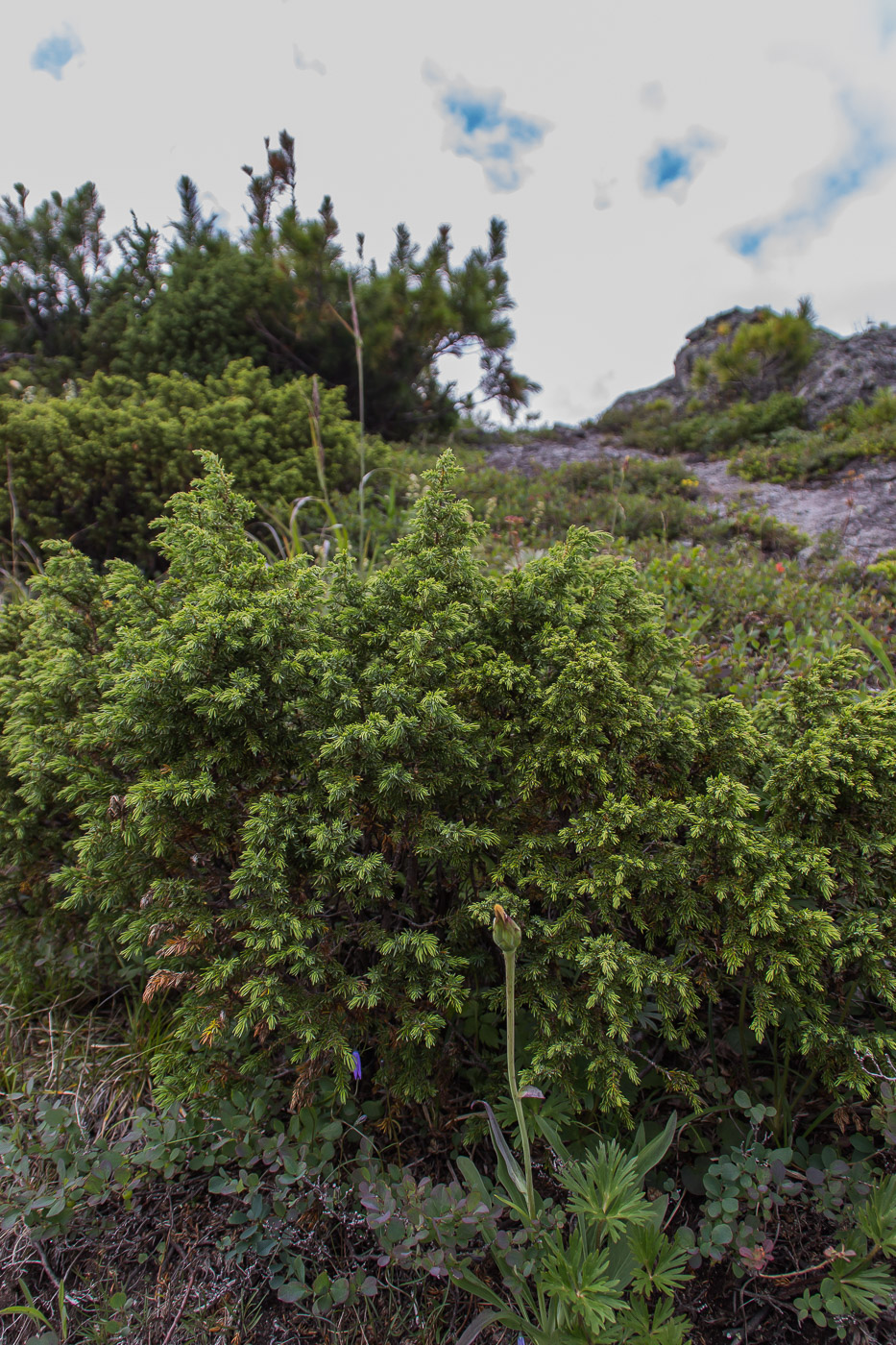 Image of Juniperus sibirica specimen.