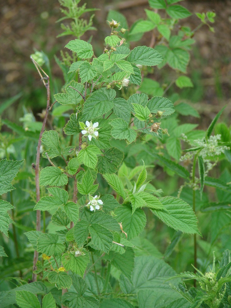 Изображение особи Rubus matsumuranus.