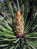 Pinus &times; neilreichiana