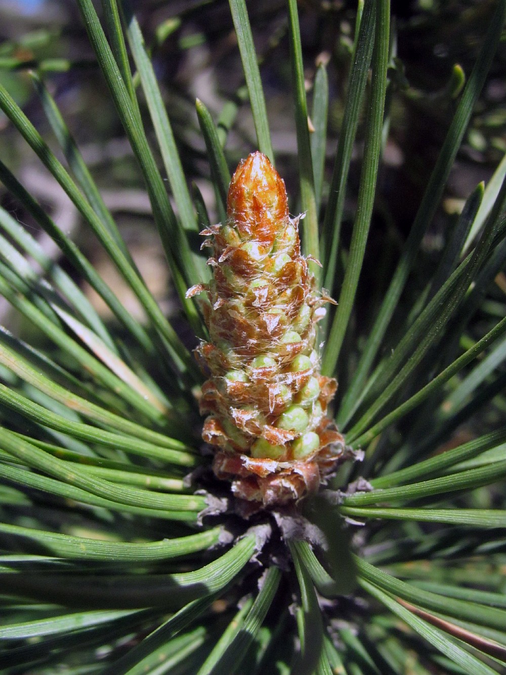 Image of Pinus &times; neilreichiana specimen.