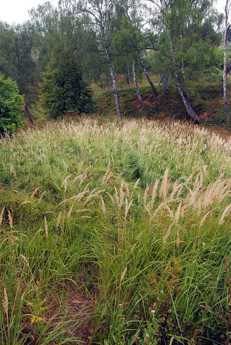 Изображение особи Calamagrostis epigeios.