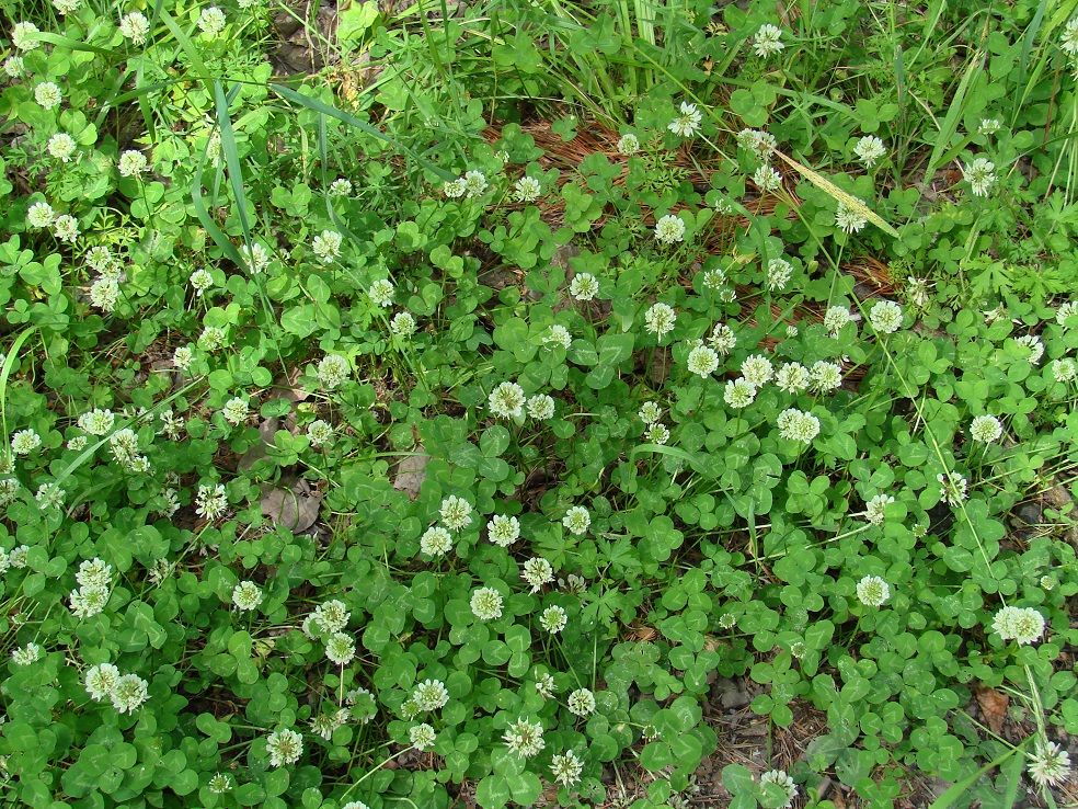 Изображение особи Trifolium repens.