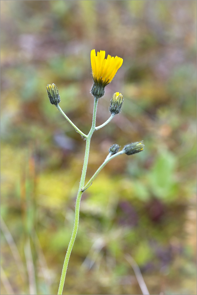 Image of genus Hieracium specimen.