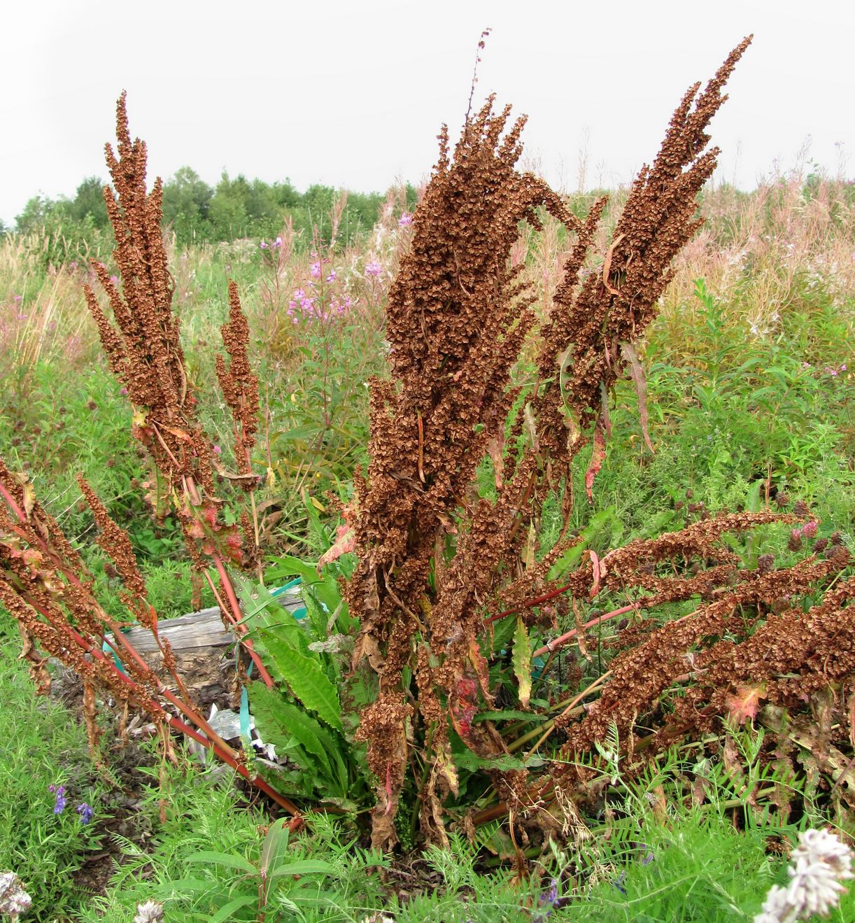 Image of Rumex longifolius specimen.