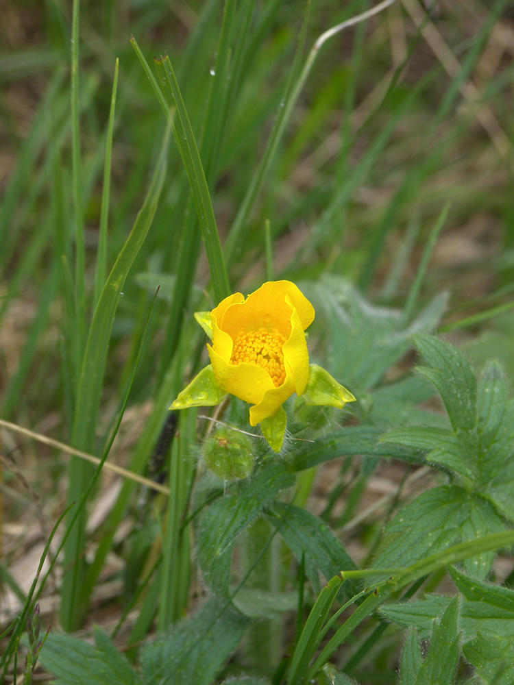 Image of Ranunculus grandiflorus specimen.