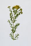 Hypericum perforatum. Верхушка цветущего растения. Республика Молдова, пригород Кишинёва. 5 июня 2009 г.