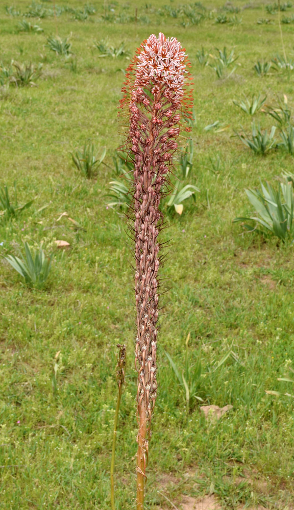 Изображение особи Eremurus regelii.