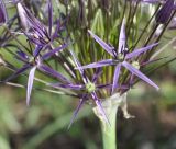 Allium cristophii