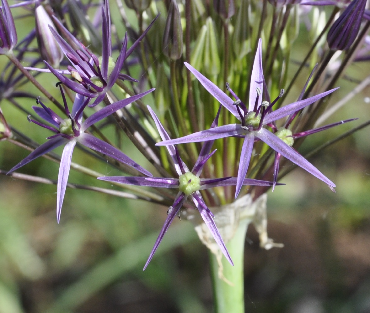 Image of Allium cristophii specimen.