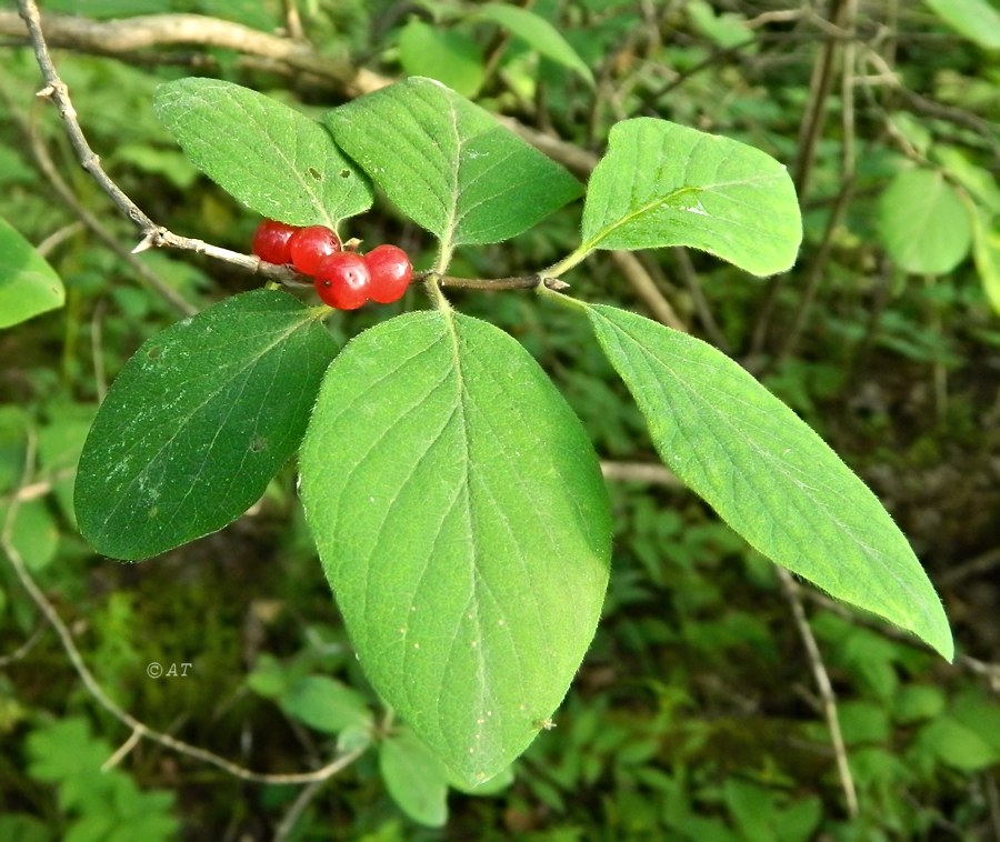 Изображение особи Lonicera xylosteum.