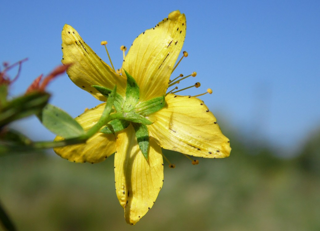 Image of Hypericum perforatum specimen.