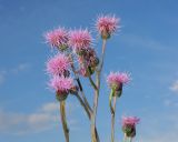 Cirsium setosum