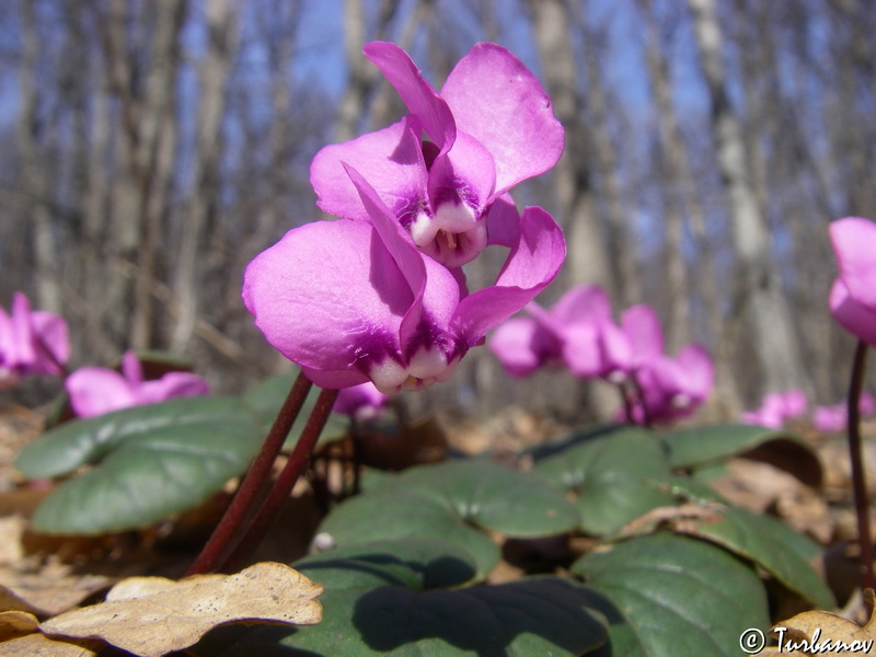 Изображение особи Cyclamen coum.