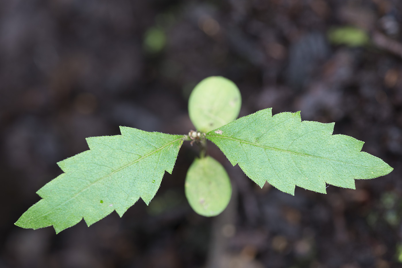 Image of Ulmus laevis specimen.