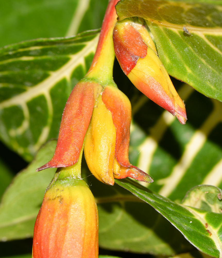 Изображение особи Sanchezia speciosa.