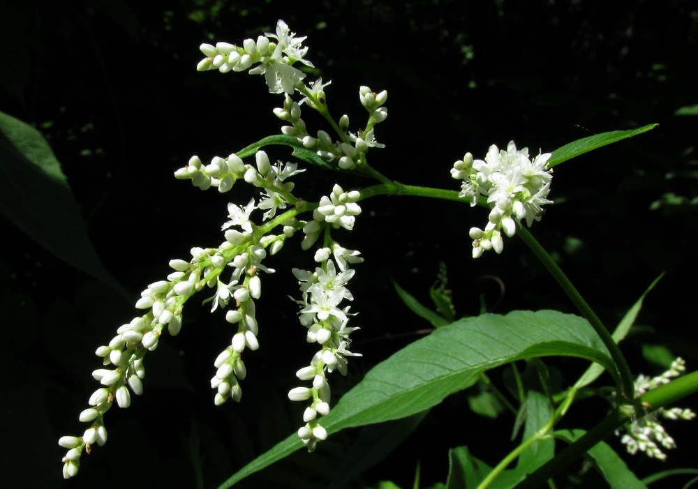 Image of Aconogonon sajanense specimen.