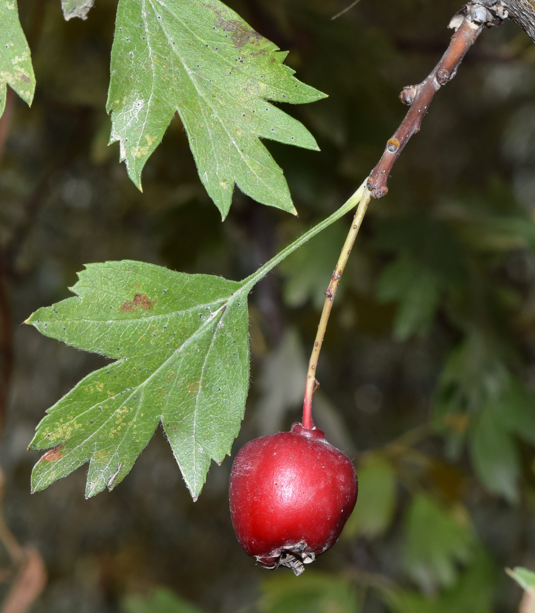 Изображение особи Crataegus turkestanica.