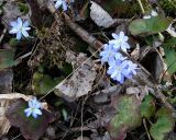 Hepatica nobilis