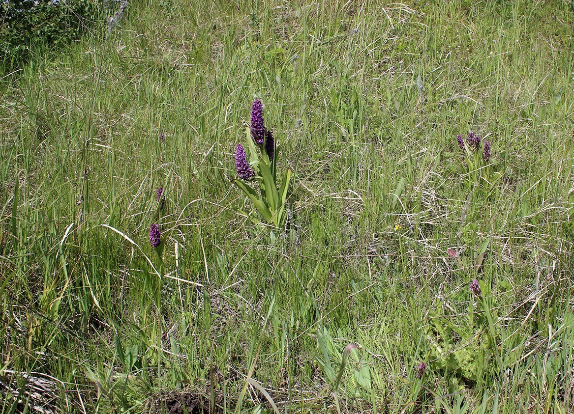 Изображение особи Dactylorhiza incarnata.