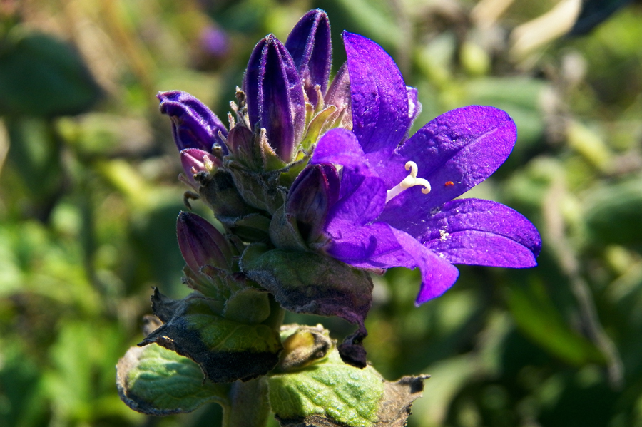 Image of genus Campanula specimen.