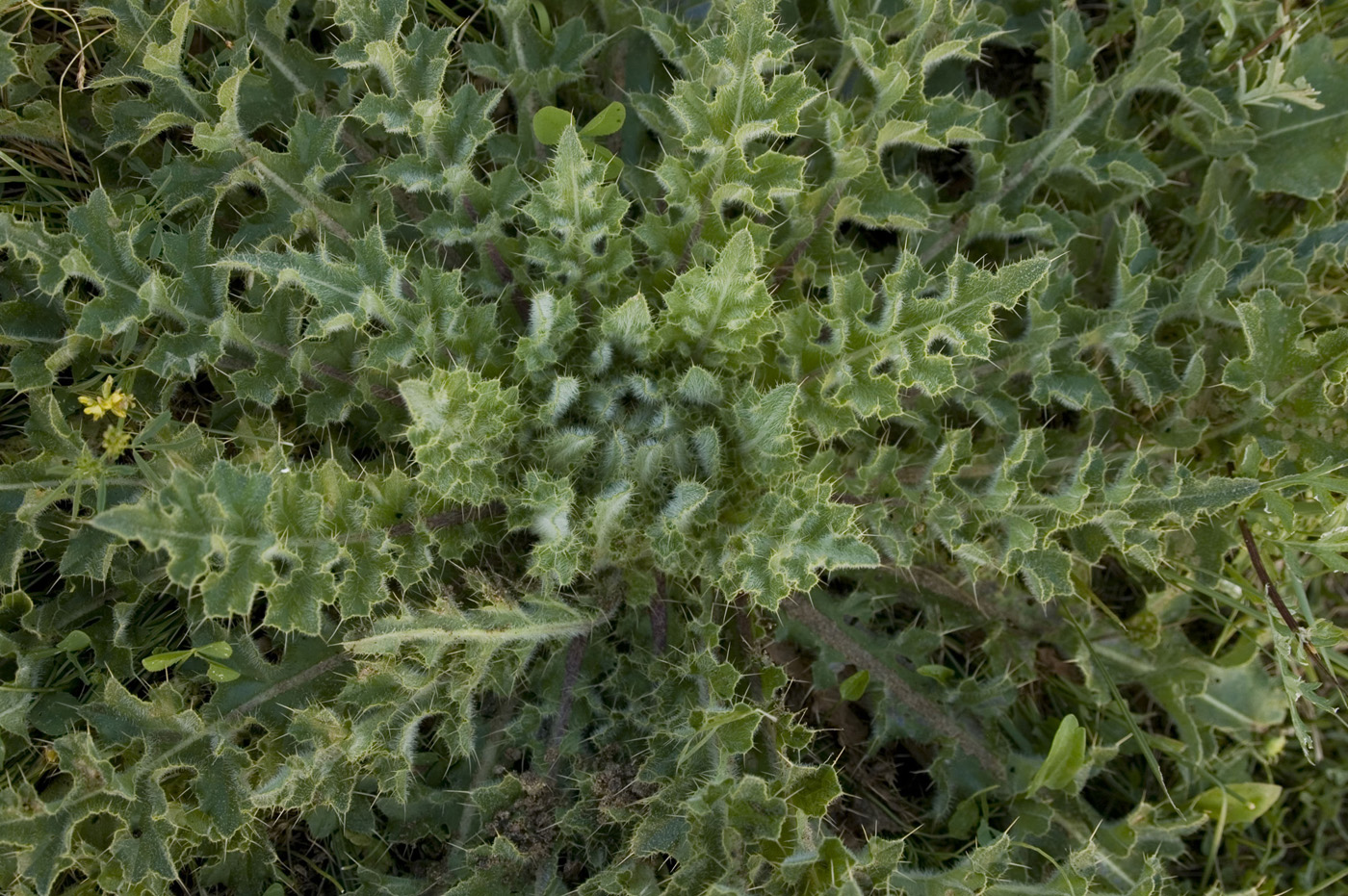 Image of Cirsium esculentum specimen.