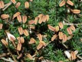 Polytrichum juniperinum