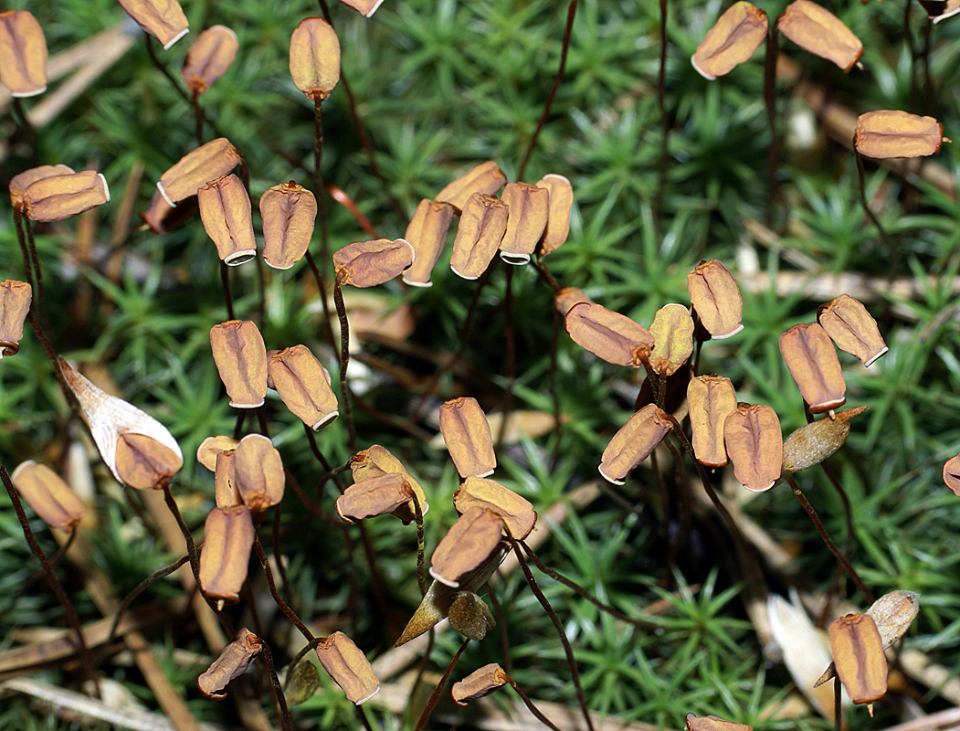 Изображение особи Polytrichum juniperinum.