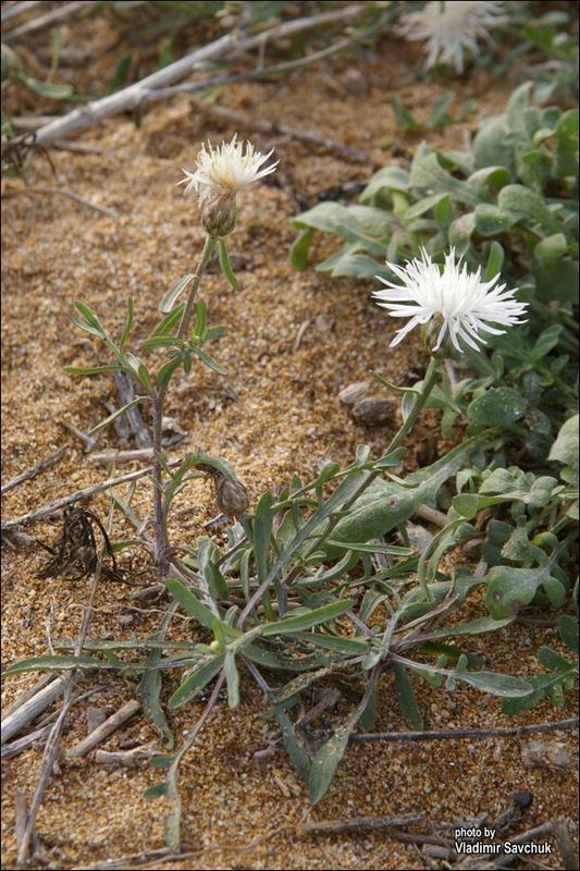 Изображение особи Centaurea odessana.