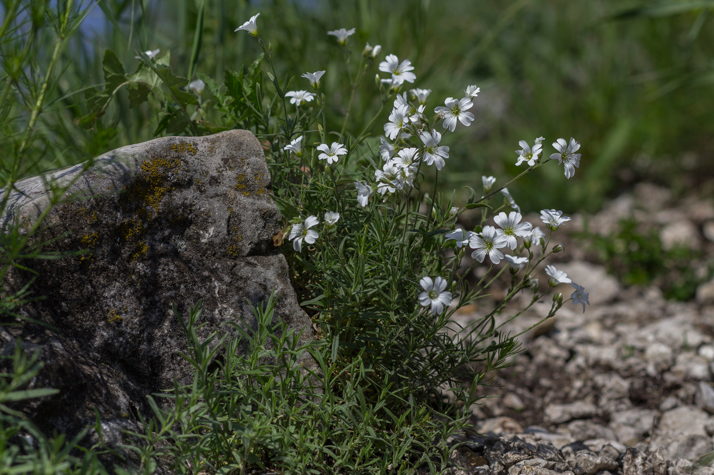 Image of Cerastium arvense specimen.