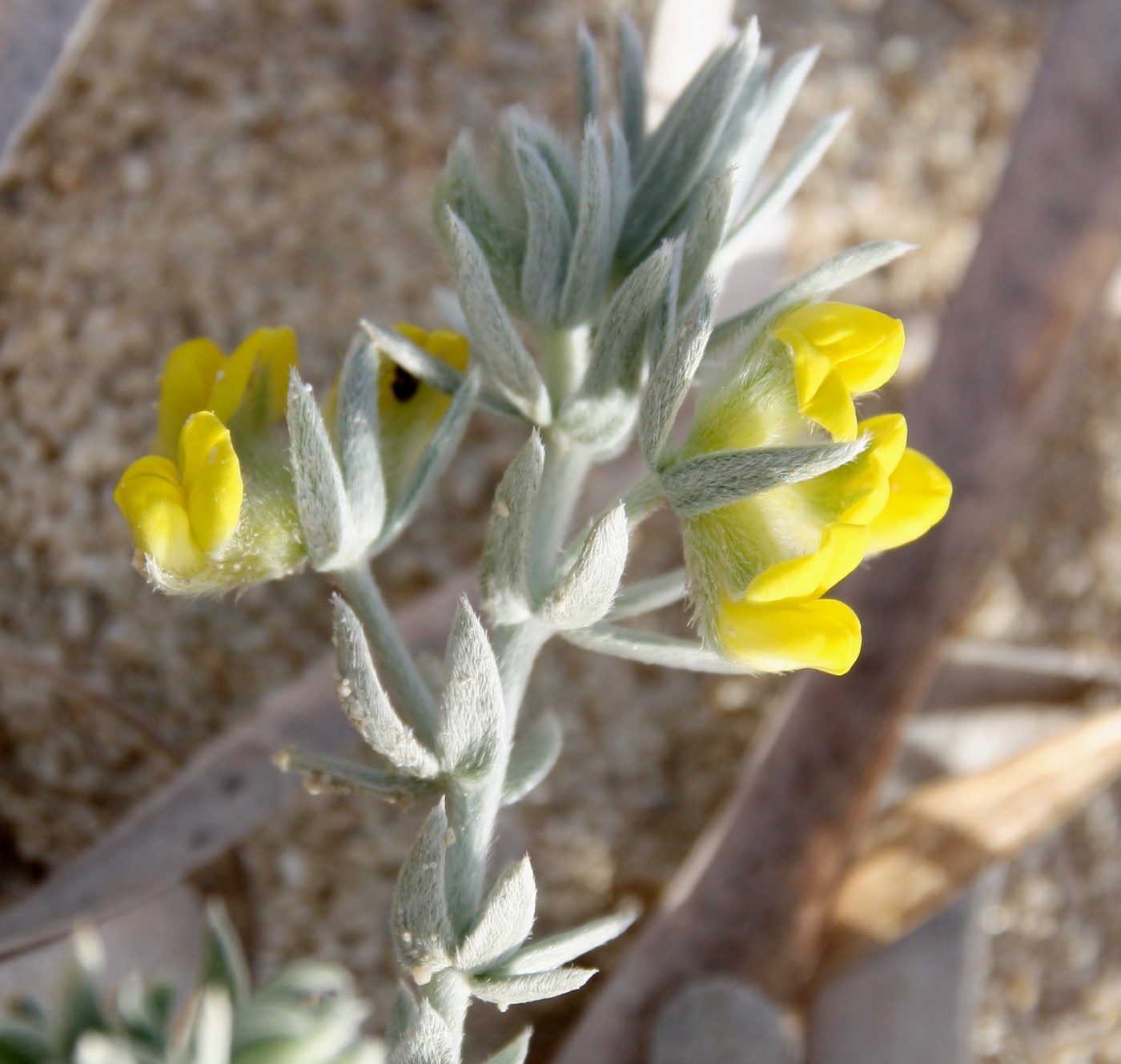 Image of Lotus polyphyllus specimen.