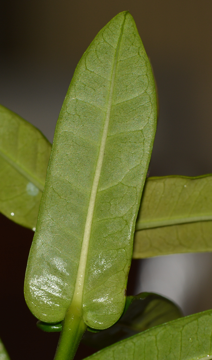 Image of Ixora coccinea specimen.