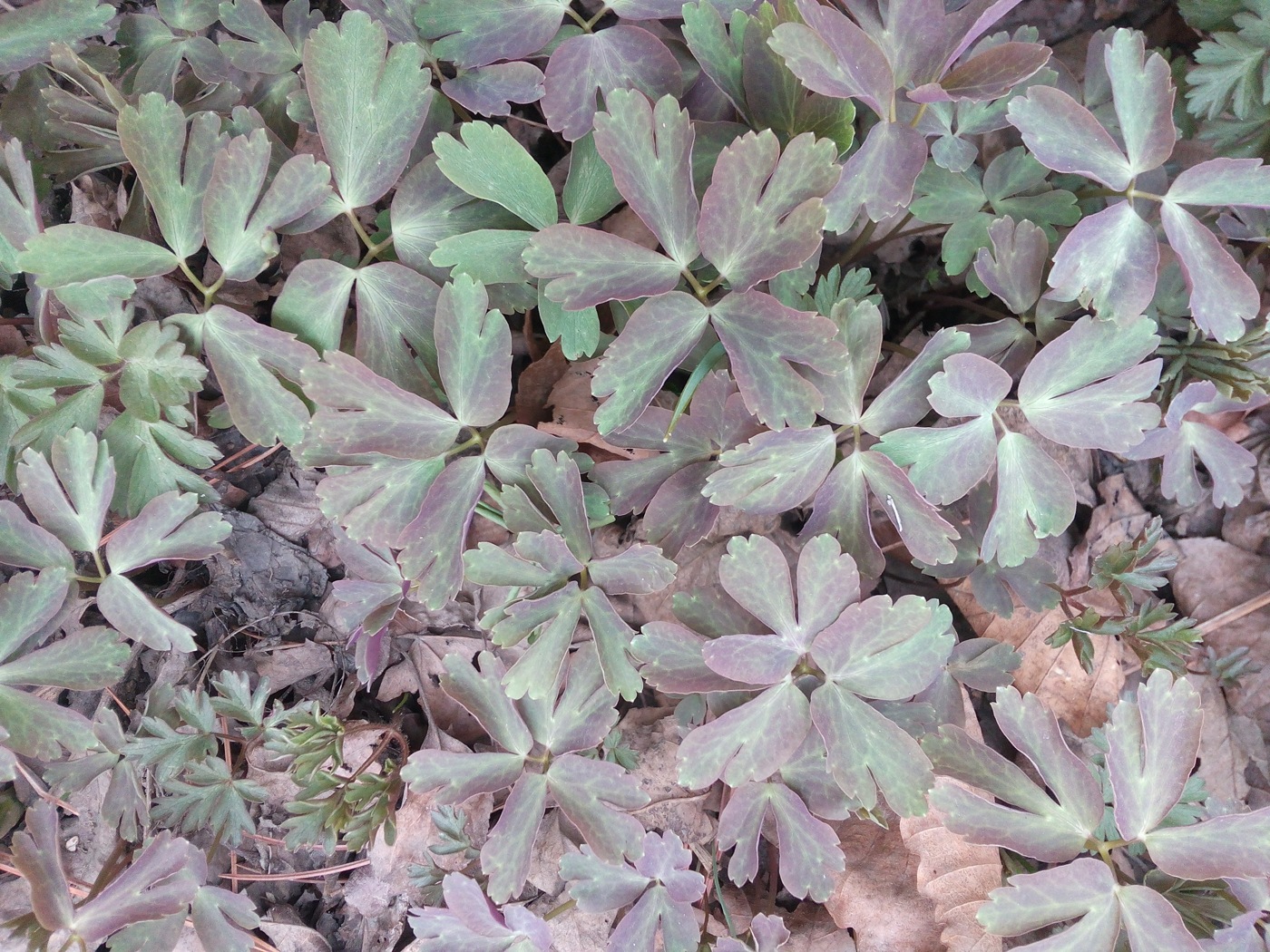 Image of Anemone raddeana specimen.