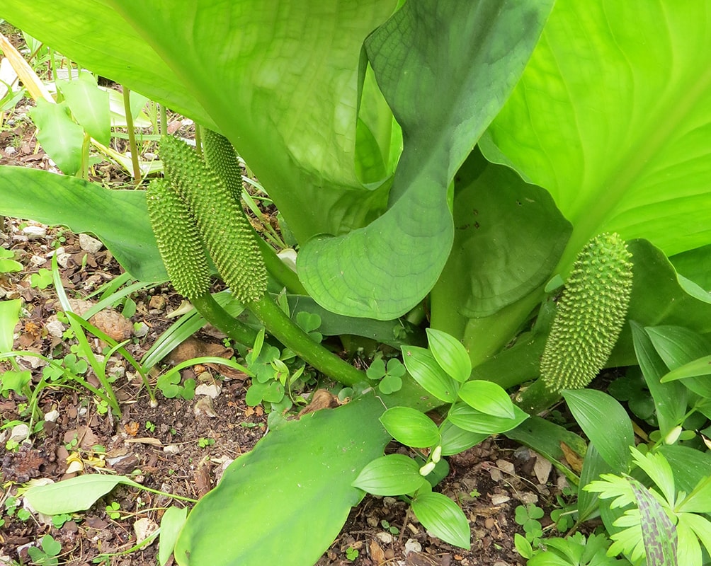 Изображение особи Lysichiton americanus.