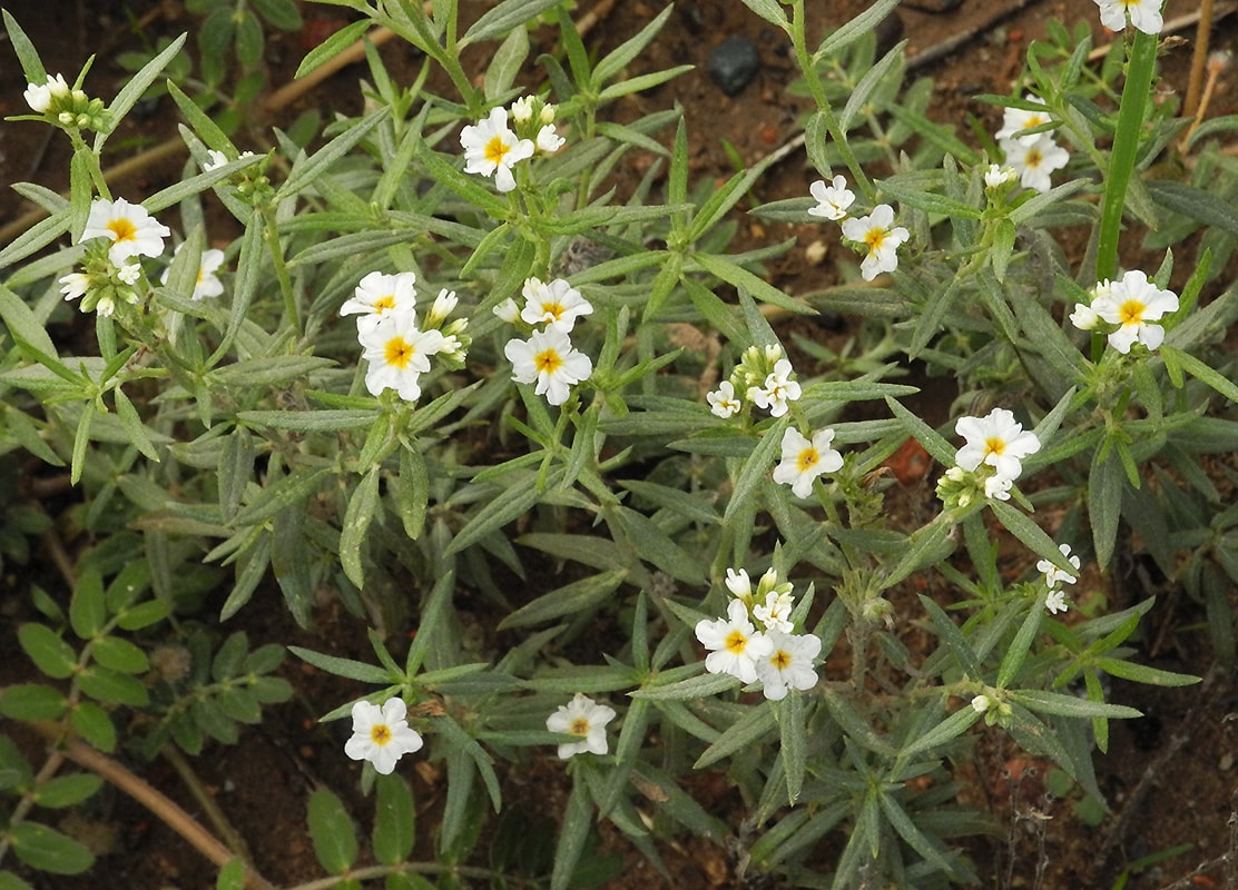 Image of Heliotropium mendocinum specimen.