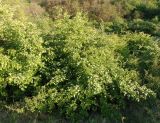 genus Crataegus. Цветущее растение. Украина, г. Запорожье, балка Щавелевая. 06.05.2017.