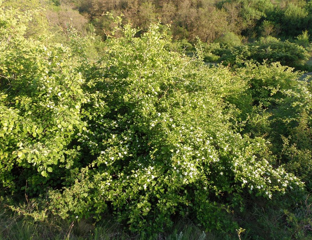 Изображение особи род Crataegus.