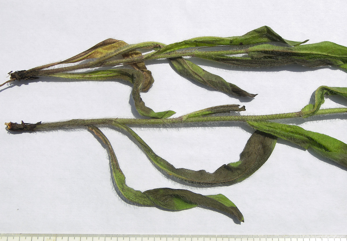 Image of Pilosella hohenackeri specimen.