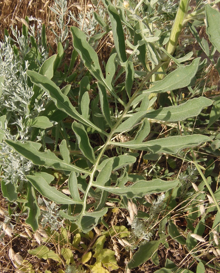 Image of Centaurea salonitana specimen.