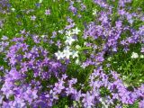 Campanula patula