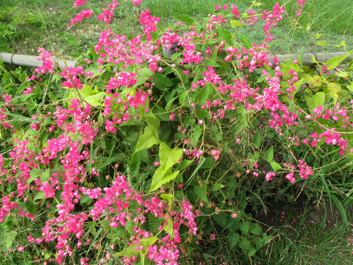 Image of Antigonon leptopus specimen.