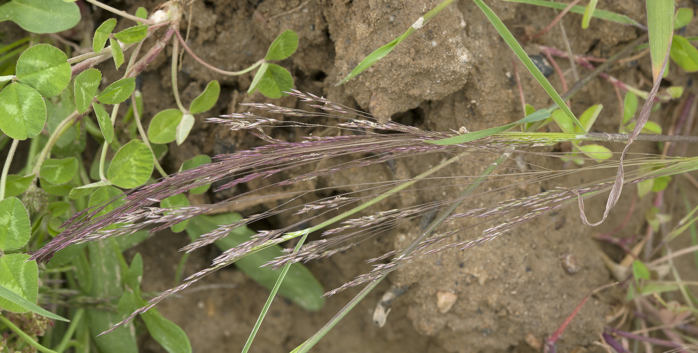 Изображение особи Agrostis scabra.