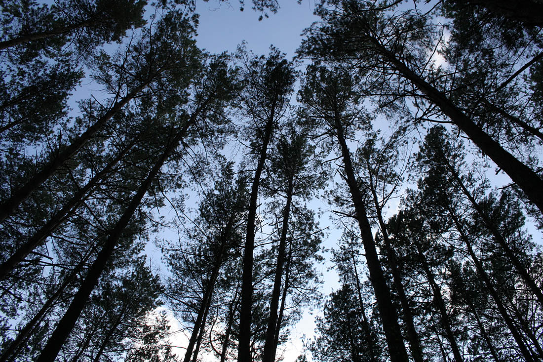 Изображение особи Pinus sylvestris.